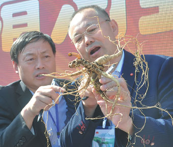 Ginseng a cash crop for local suppliers