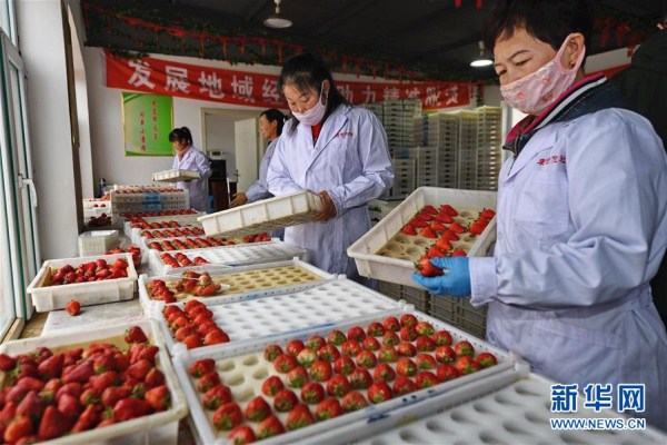 Greenhouses drive rural economy in Lishu, Jilin