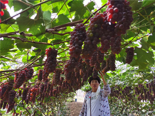 Rich grapes help Jilin farmers grow prosperous