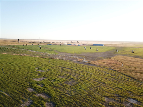 Pilot national grassland natural park launched in Jilin