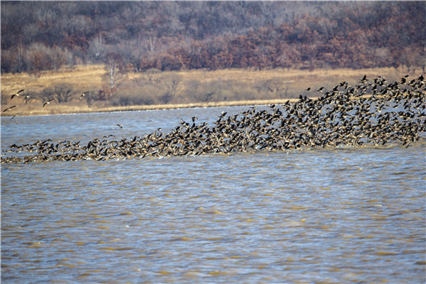 Southward migrating wild geese rest in Hunchun city