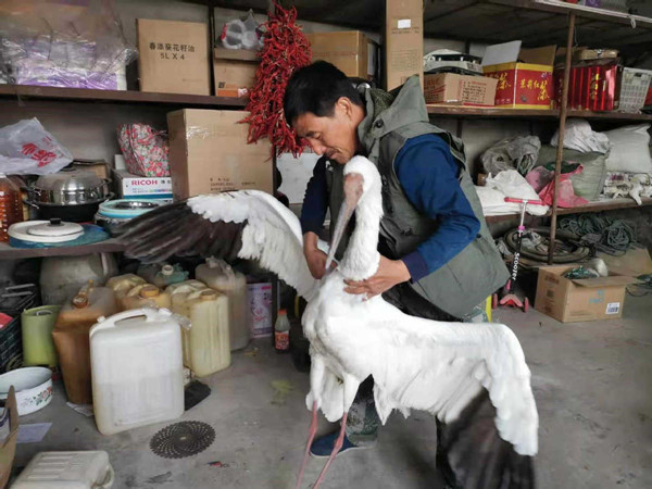 Saving rare birds is man's life work in Jilin