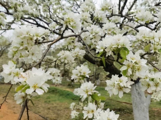 Pear blossom festival beckons holiday tourists