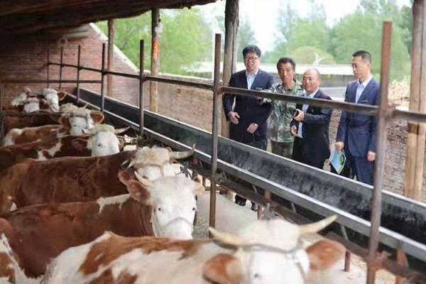 Jilin's Huadian promotes beef cattle industry