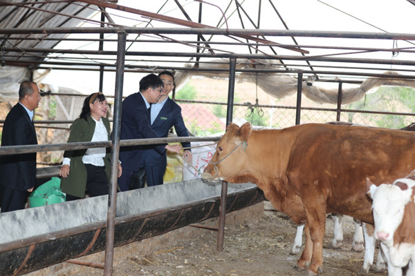 Jilin's Huadian promotes beef cattle industry