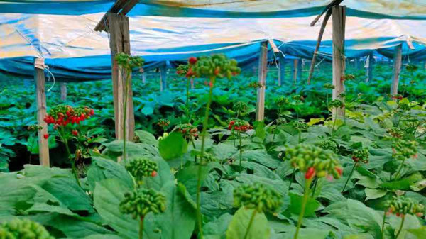 Ginseng farming boosts villagers' incomes in Jilin province