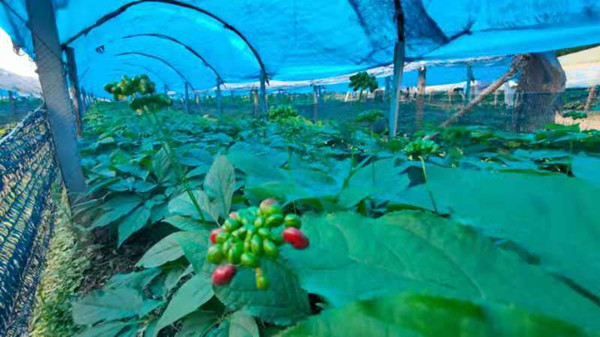 Ginseng farming boosts villagers' incomes in Jilin province