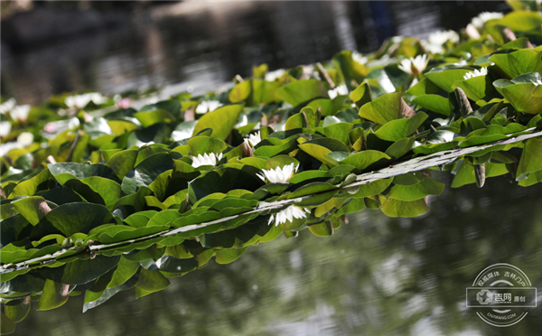 Water lily flourishing in Changchun